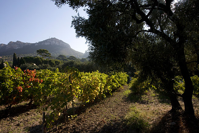 Vineyards at Clos Sainte Magdeleine in Cassis, Provence.