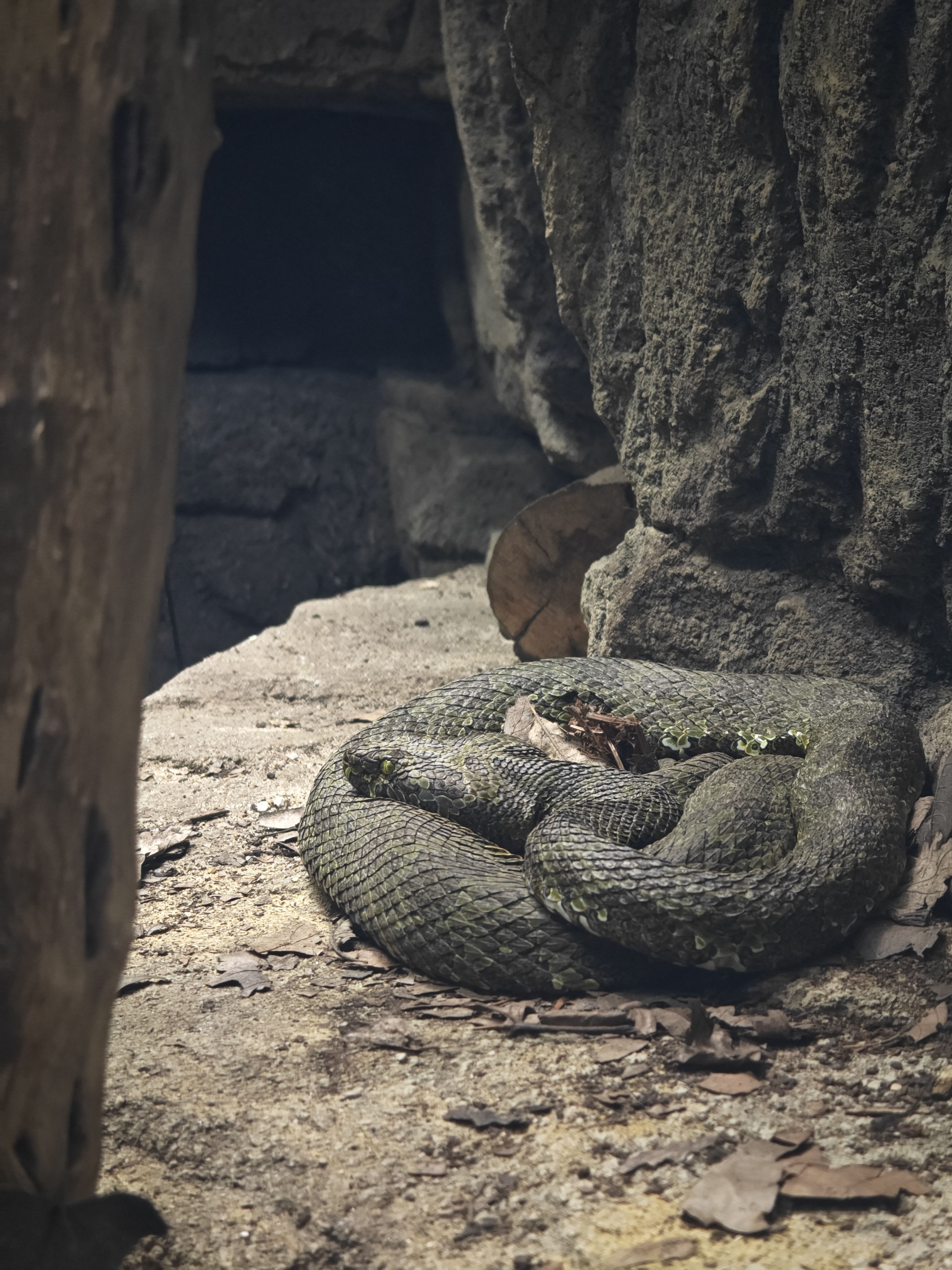 A snake curled up asleep on a rock