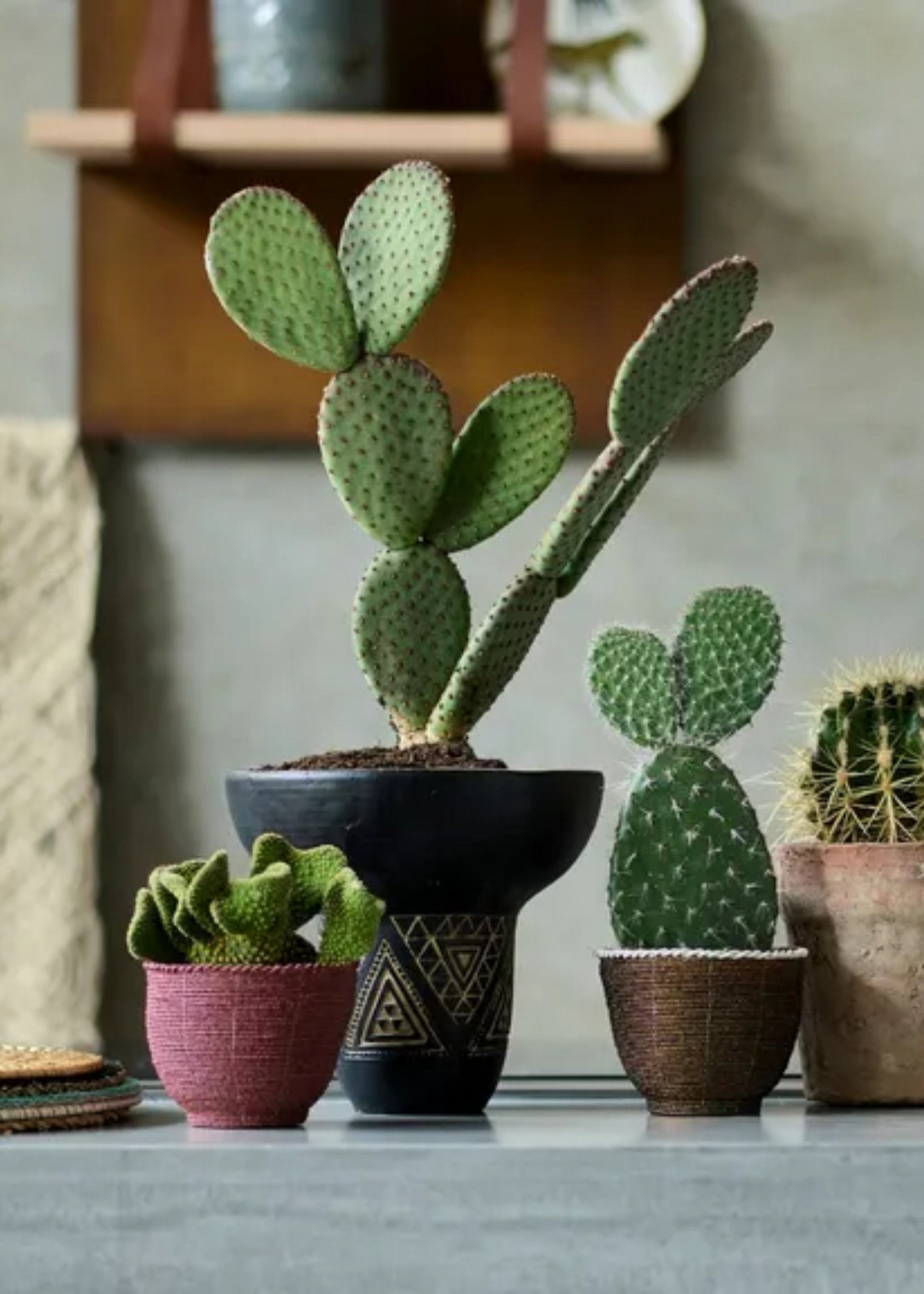 A close-up of cacti in small pots on a counter