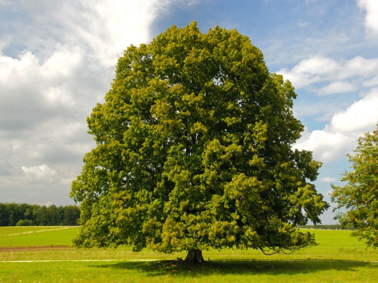 Giant Linden Tree