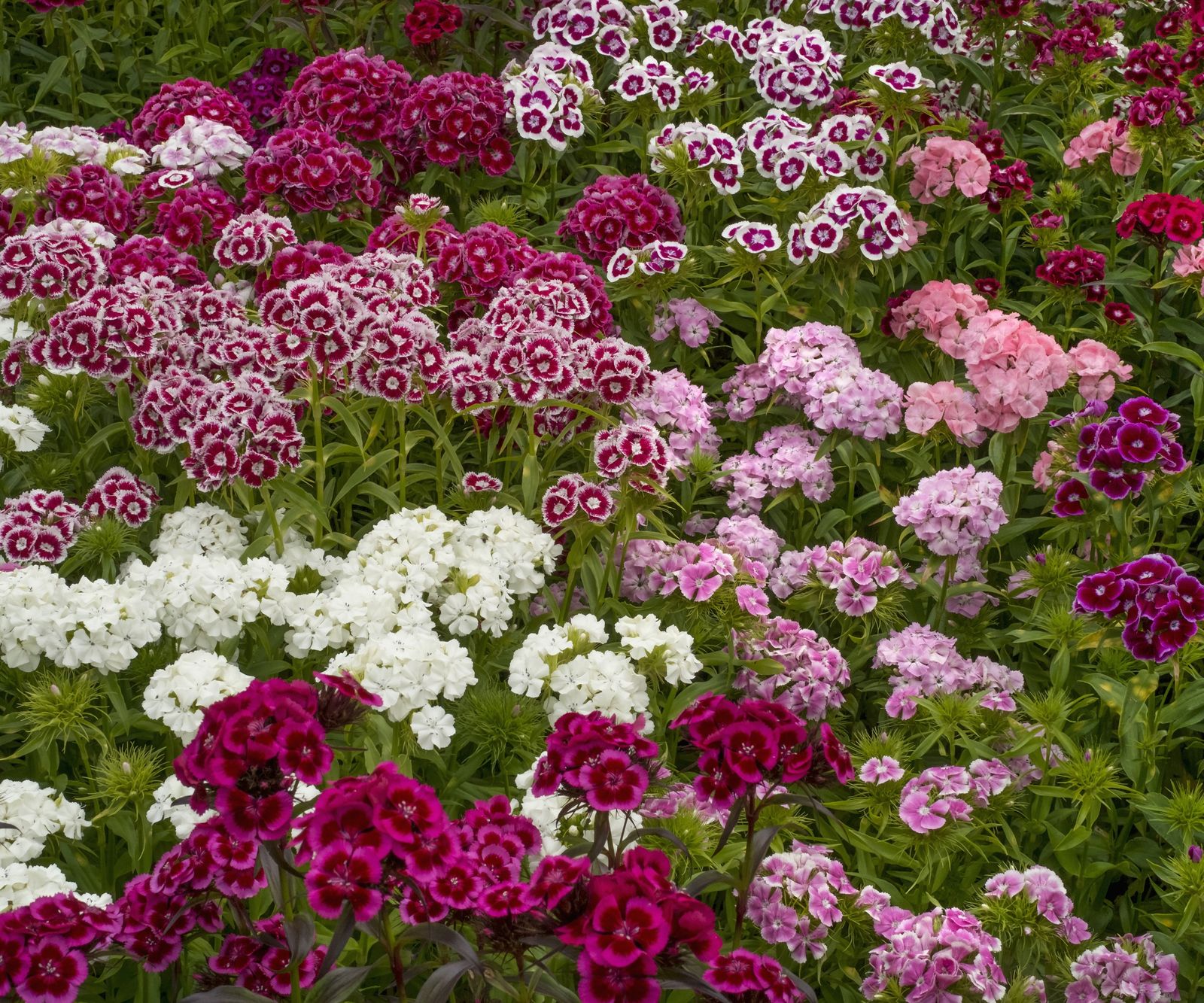 When and how to deadhead dianthus to get more flowers Homes & Gardens