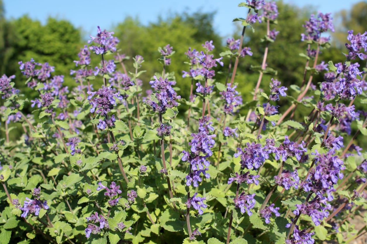 Catnip Seed Plant In The Garden