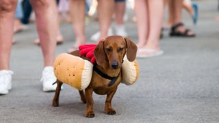 sausage dog dressed as a hot dog