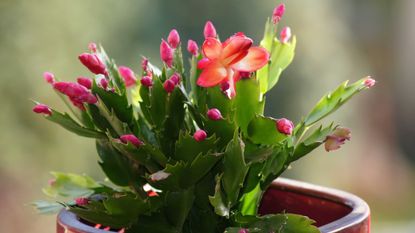 Christmas cactus in flower