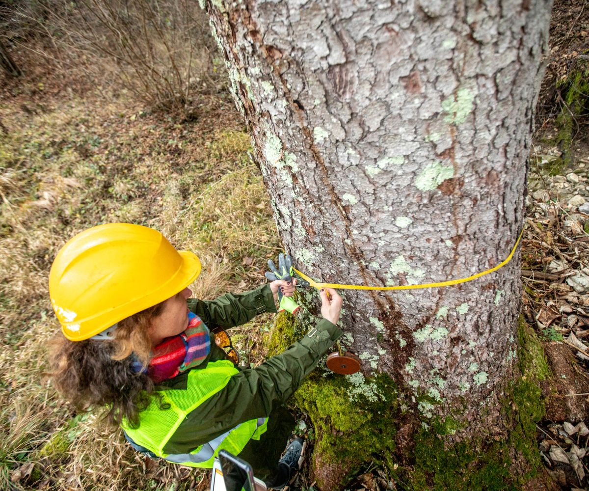 Tree House Risk Our expert explains the risks of building by trees | Homebuilding