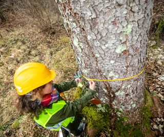 woman wearing yellow hard hat and green hi vis stood by tree measuring the width of the trunk