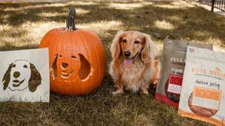 full moon offers pet owners chance to put their dog on a pumpkin
