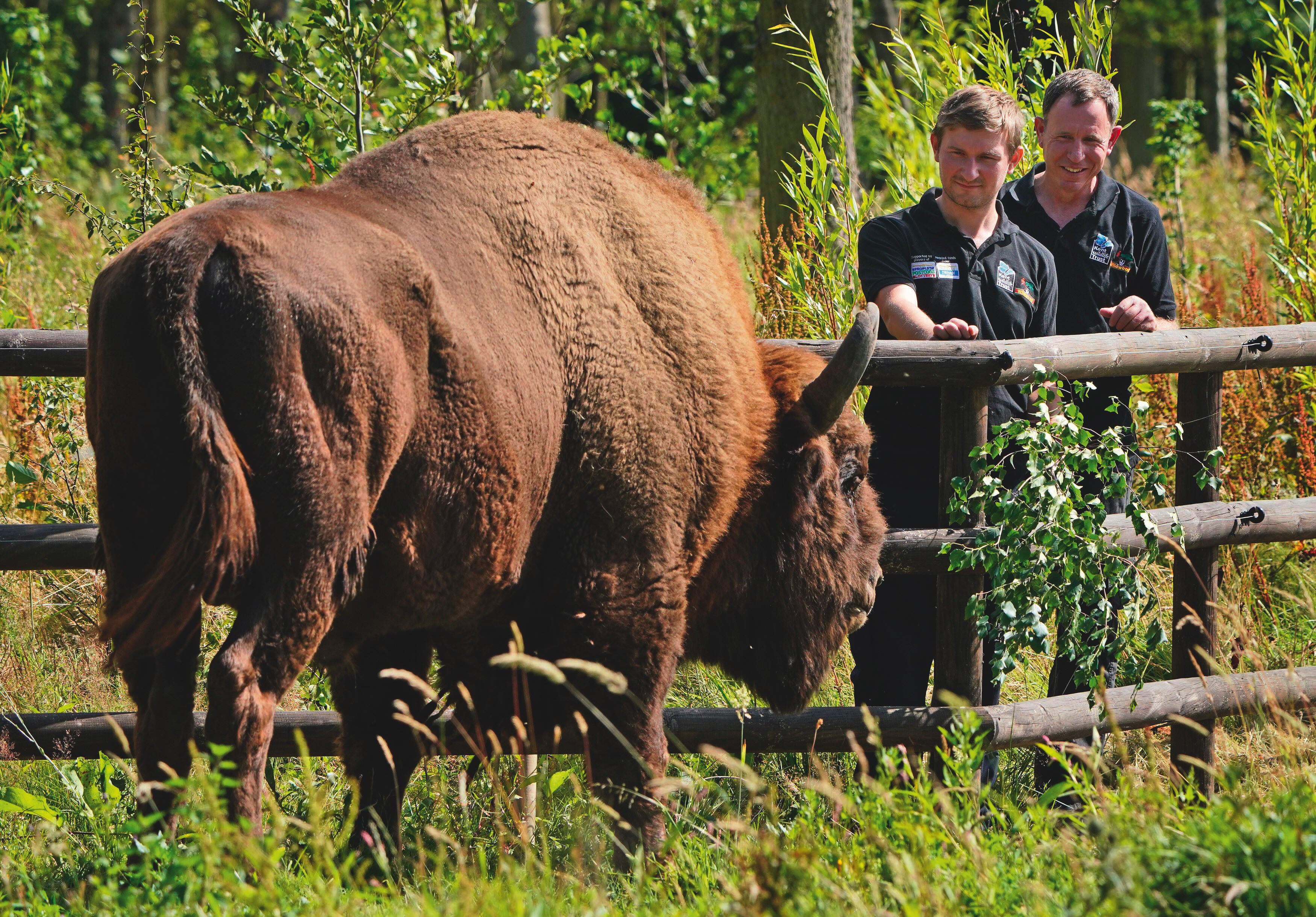 Tom Gibbs (left) and Donovan Wright, the UK's first-ever Bison Rangers, get to know a Bison at the Wildwood Trust , near Canterbury in Kent ahead of beginning work at West Blean Woods.