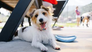 Jack Russell Terrier sitting under a picnic table