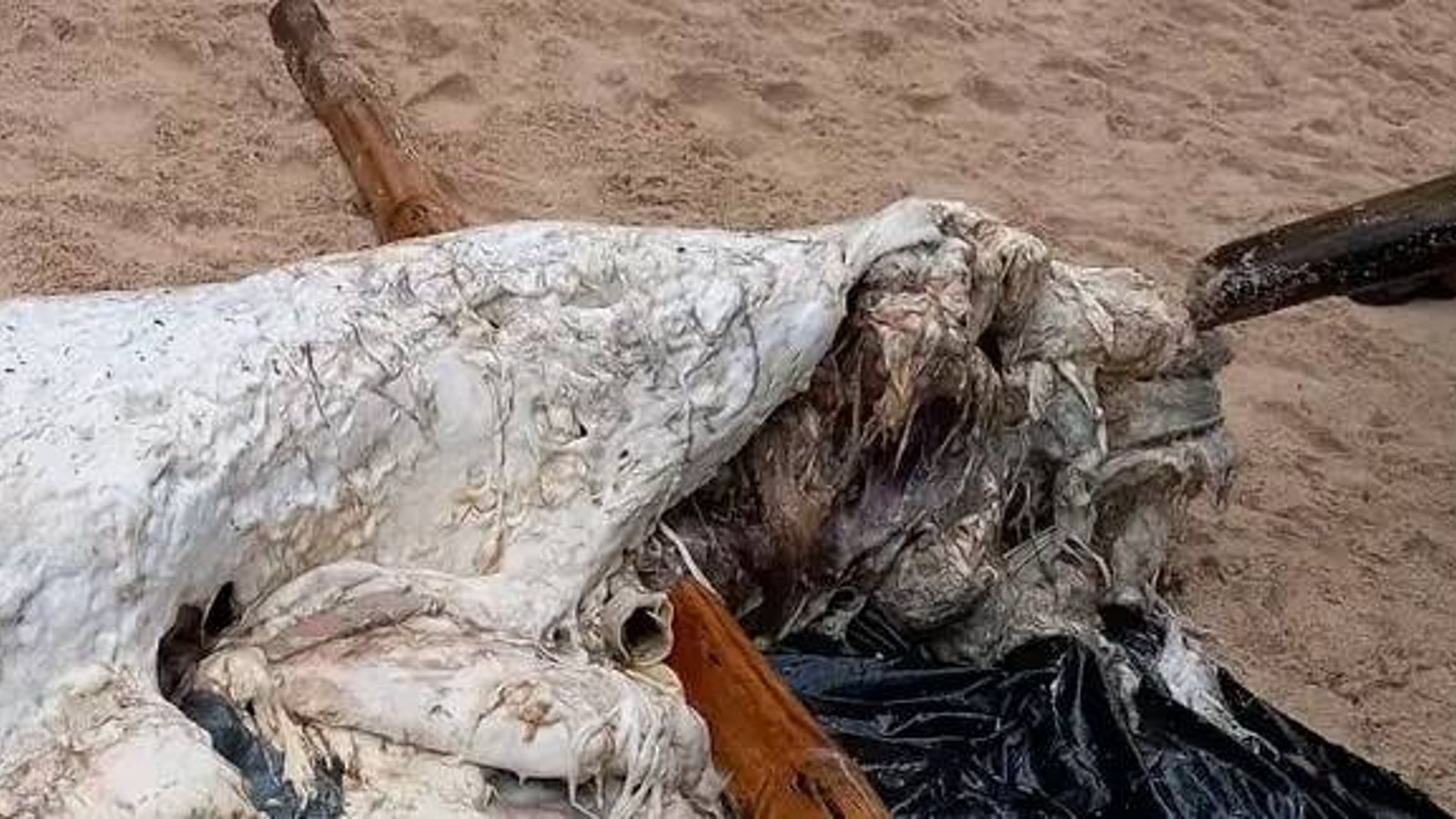 A mysterious white organic mass washed ashore