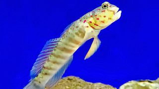 Pink spotted watchman goby