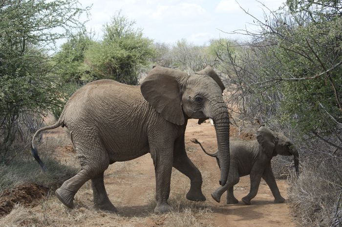 An African Elephant and calf