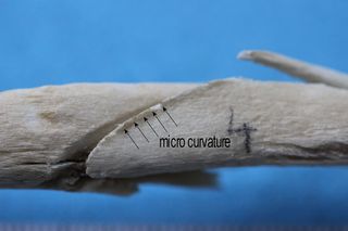 Micro curvature, katana