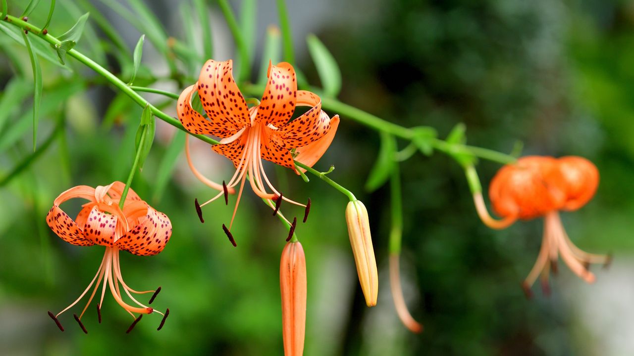 Close-up of orange tiger lily flowers