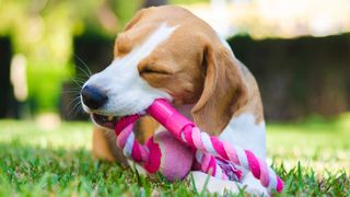 How to teach dog not to destroy toys: Beagle puppy lying on lawn with rope toy between teeth