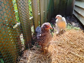 OnePlus Nord N200 5G camera samples