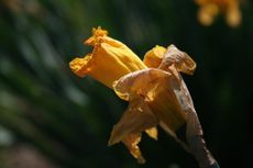 dying daffodil bloom