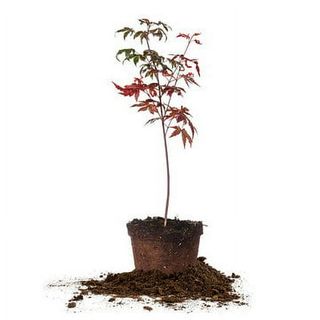 1-2 Ft Bloodgood Japanese Maple Tree - Attractive Foliage - Brilliant Red Colors