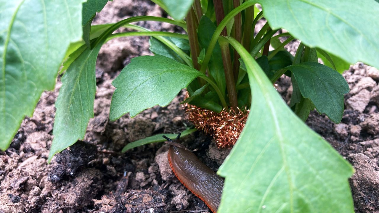 copper scourer slug hack with dahlia and slug