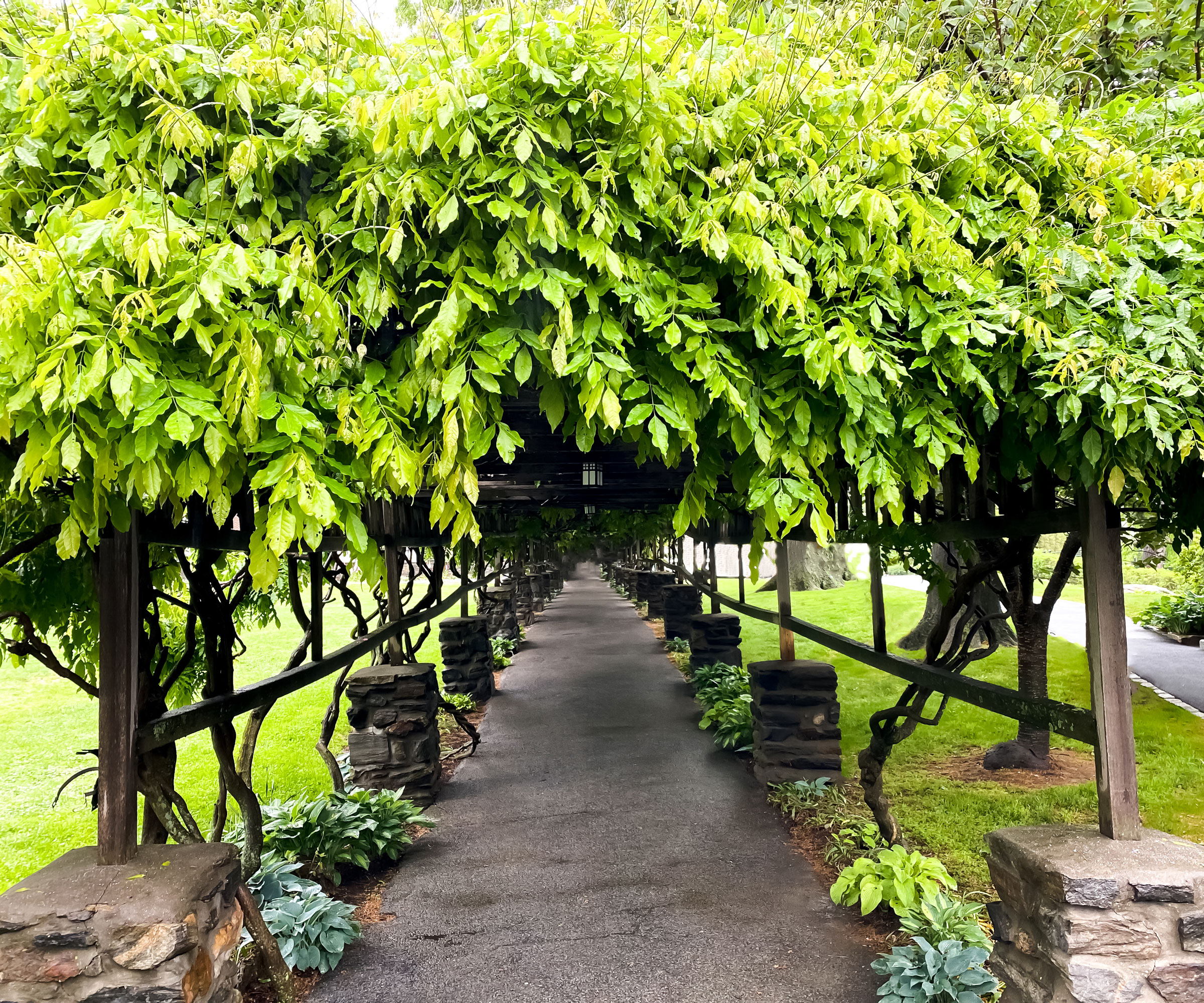 American hornbean trees planted in a row along garden path
