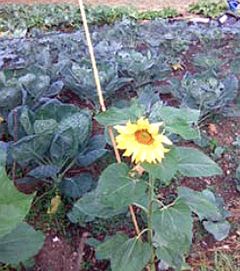 sunflower.gif