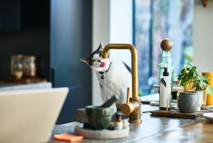 Domestic cat drinking running water straight from kitchen tap