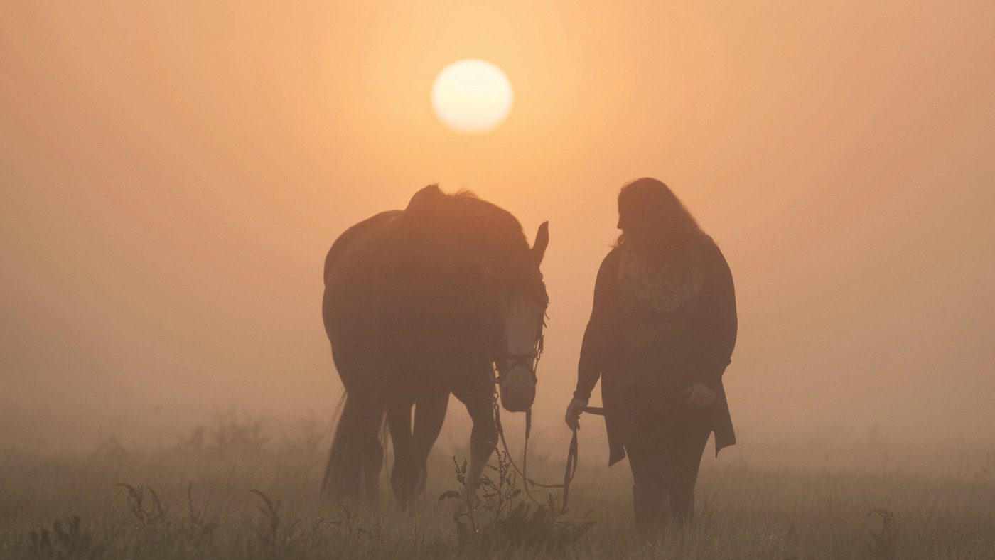 Equine euthanasia