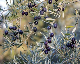 Black olives on branch