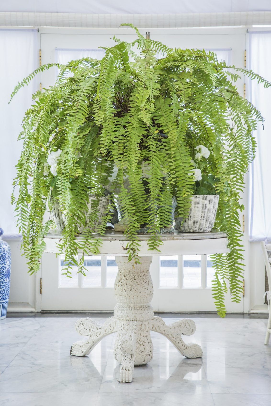 Potted Green Boston Fern