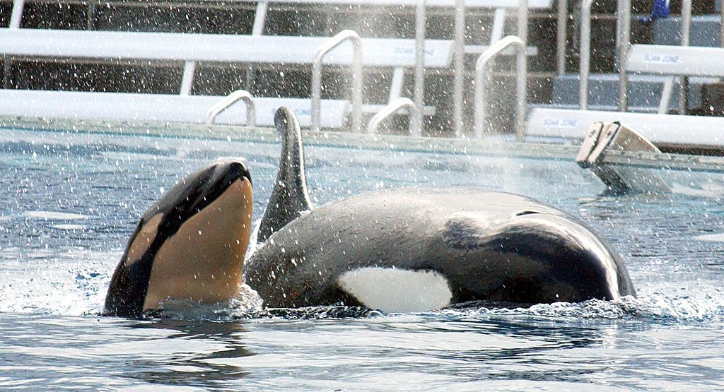 A baby killer whale swims with its mother Kasatka on Dec. 21, 2004, at Shamu Stadium at SeaWorld Stadium in San Diego, California.