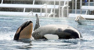 A baby killer whale swims with its mother Kasatka on Dec. 21, 2004, at Shamu Stadium at SeaWorld Stadium in San Diego, California.