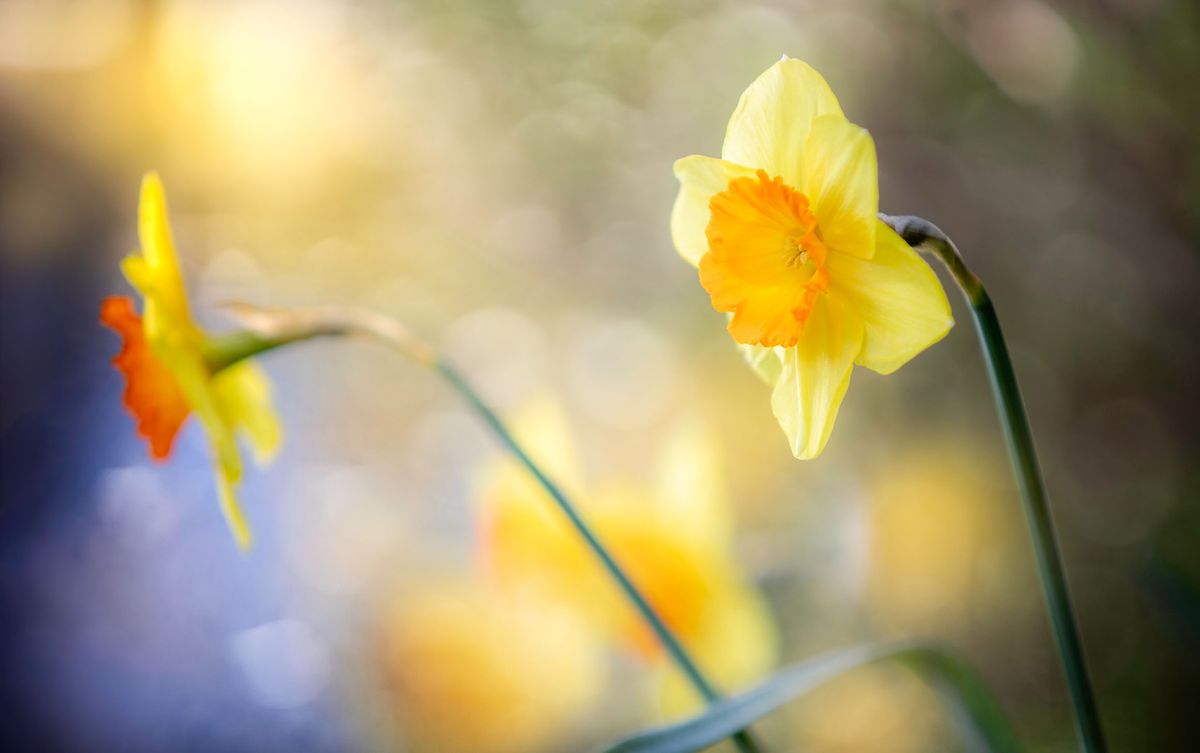 Shoot amazing flower portraits in your garden | Digital Camera World