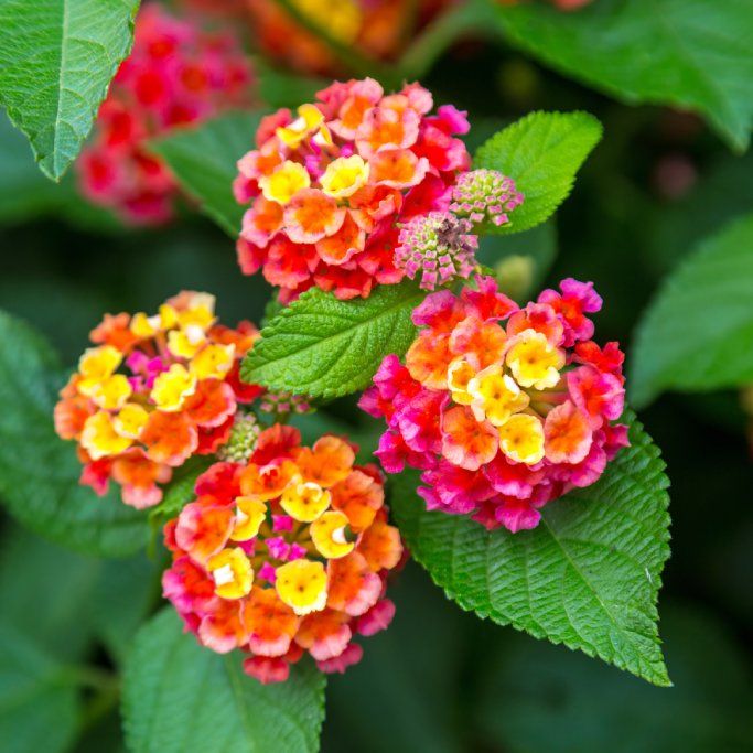 How To Grow Lantana – Tips For Planting Lantana | Gardening Know How