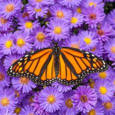 monarch butterfly on asters