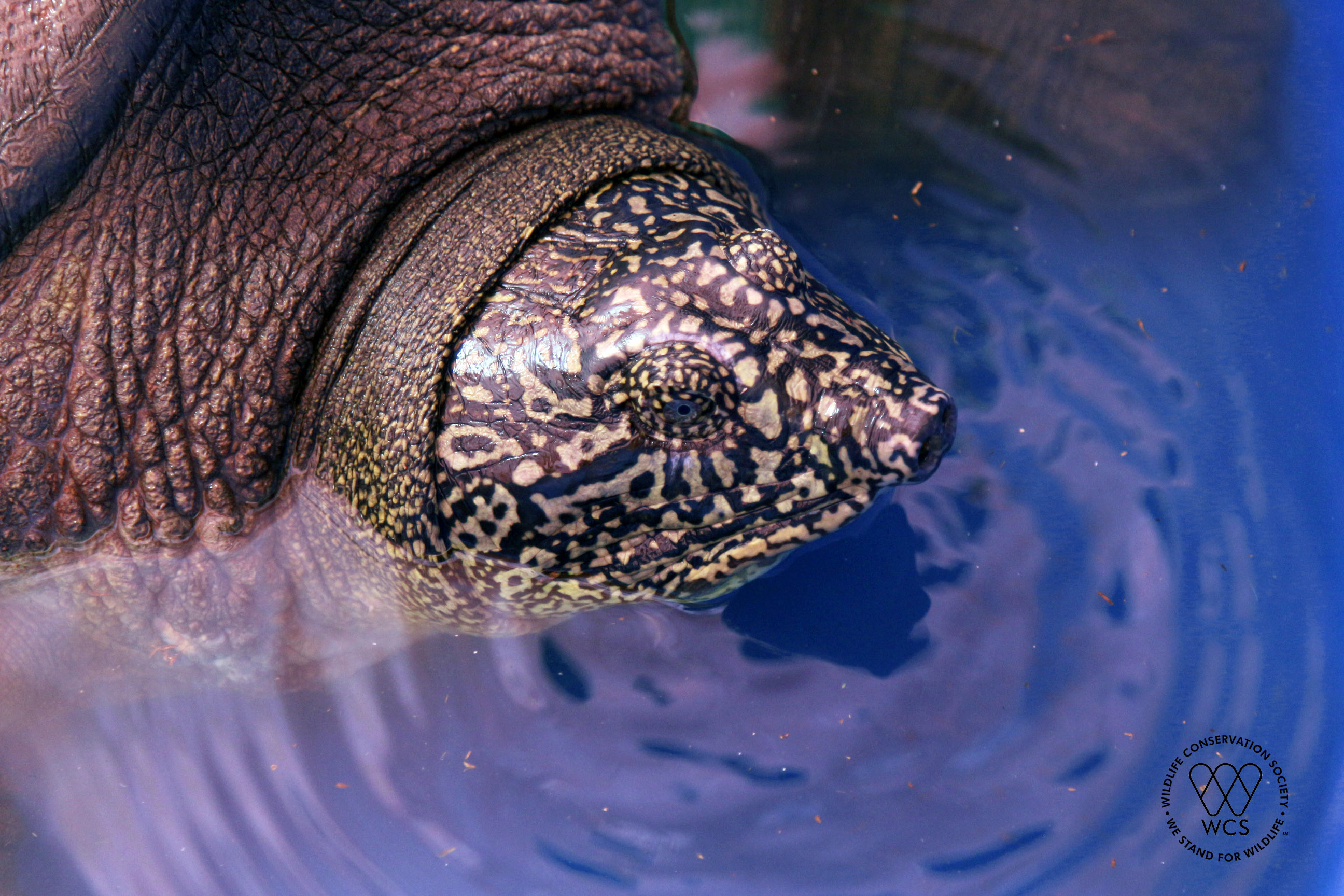 This close-up of the Rafetus swinhoei turtle shows its head and patterned skin.