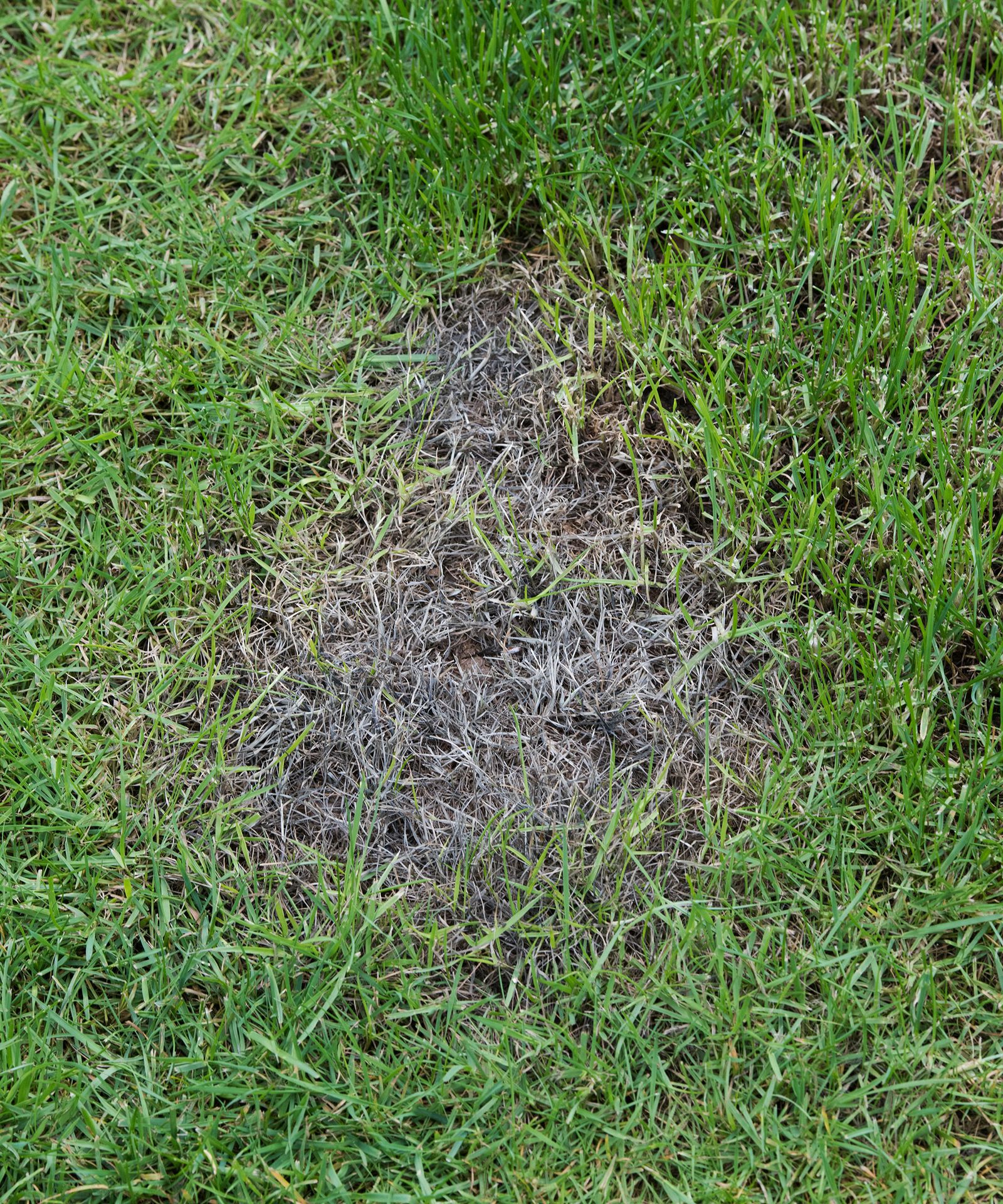 Why is my grass seed growing patchy? Lawn experts advise Homes & Gardens