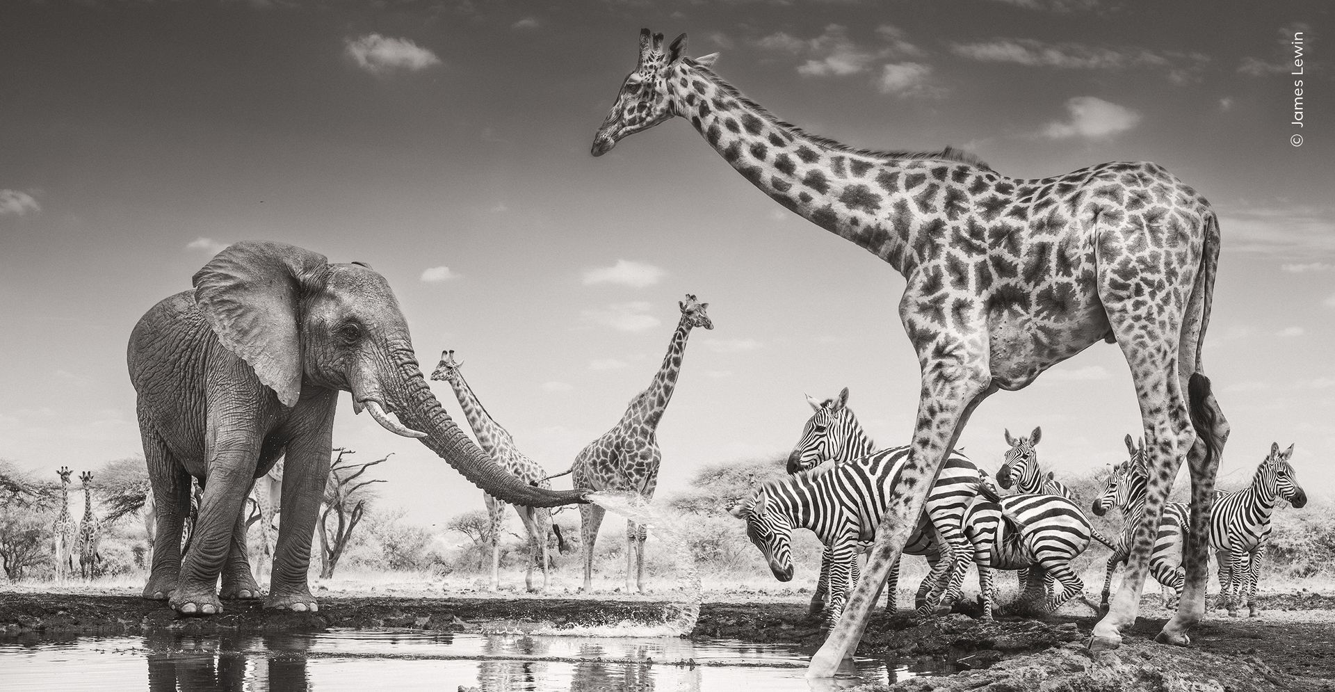 A young bull elephant sprays a group of zebra as they congregate in the Kenyan Chyulu Hills.