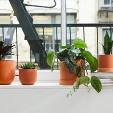 the sill plants