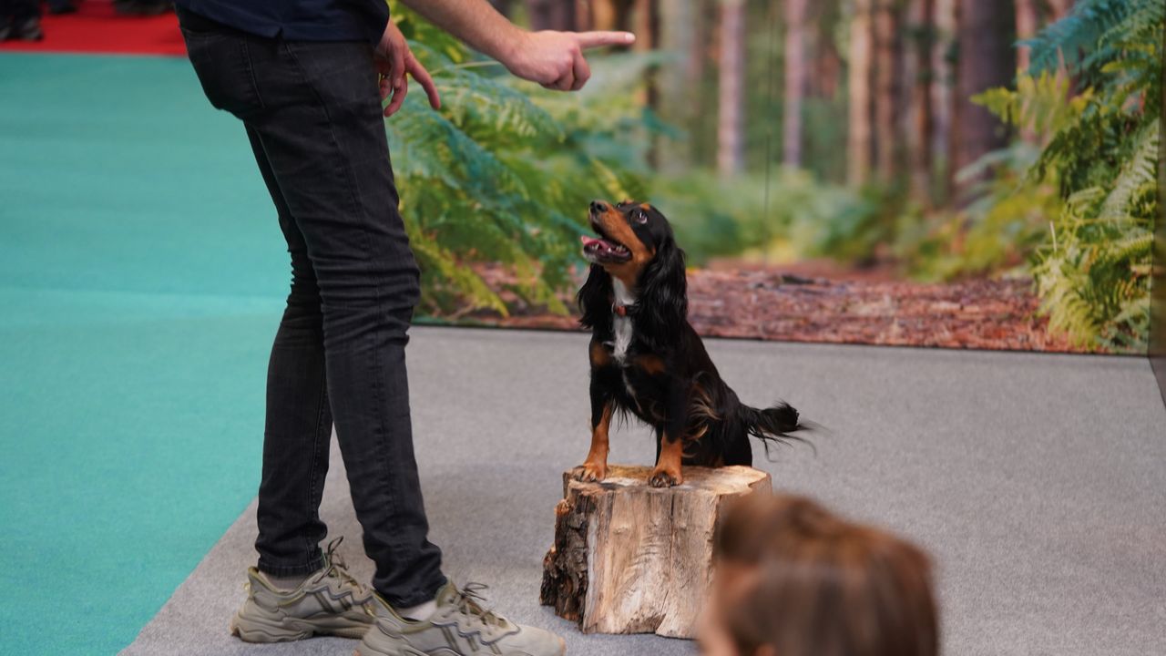 Dogs that stole our hearts at The Photography Show 2022