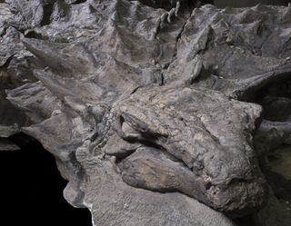 The nodosaur's fossilized head.