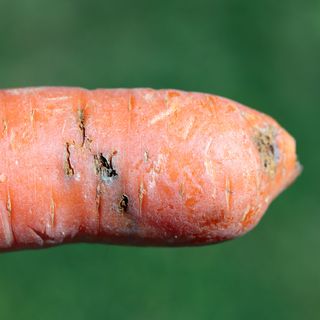 Damaged carrot root from carrot fly, a common garden plant pest