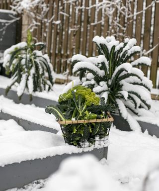 Cavolo nero kale growing in a snowy vegetable garden