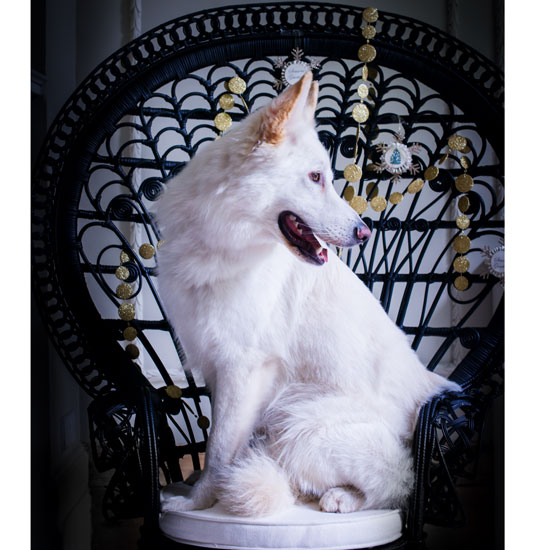 room with white dog on black semicircular framed chair and white wall