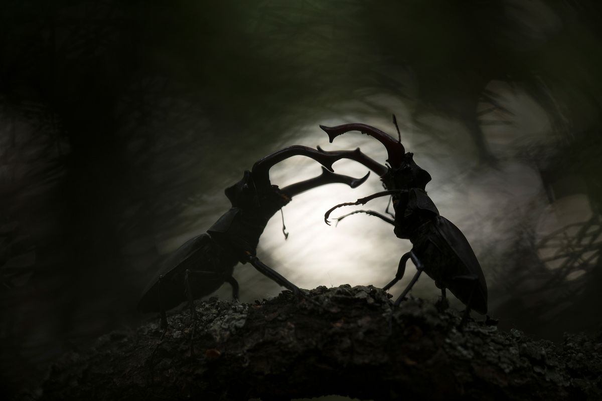 An image of two stag beetles battling for dominance on an oak tree