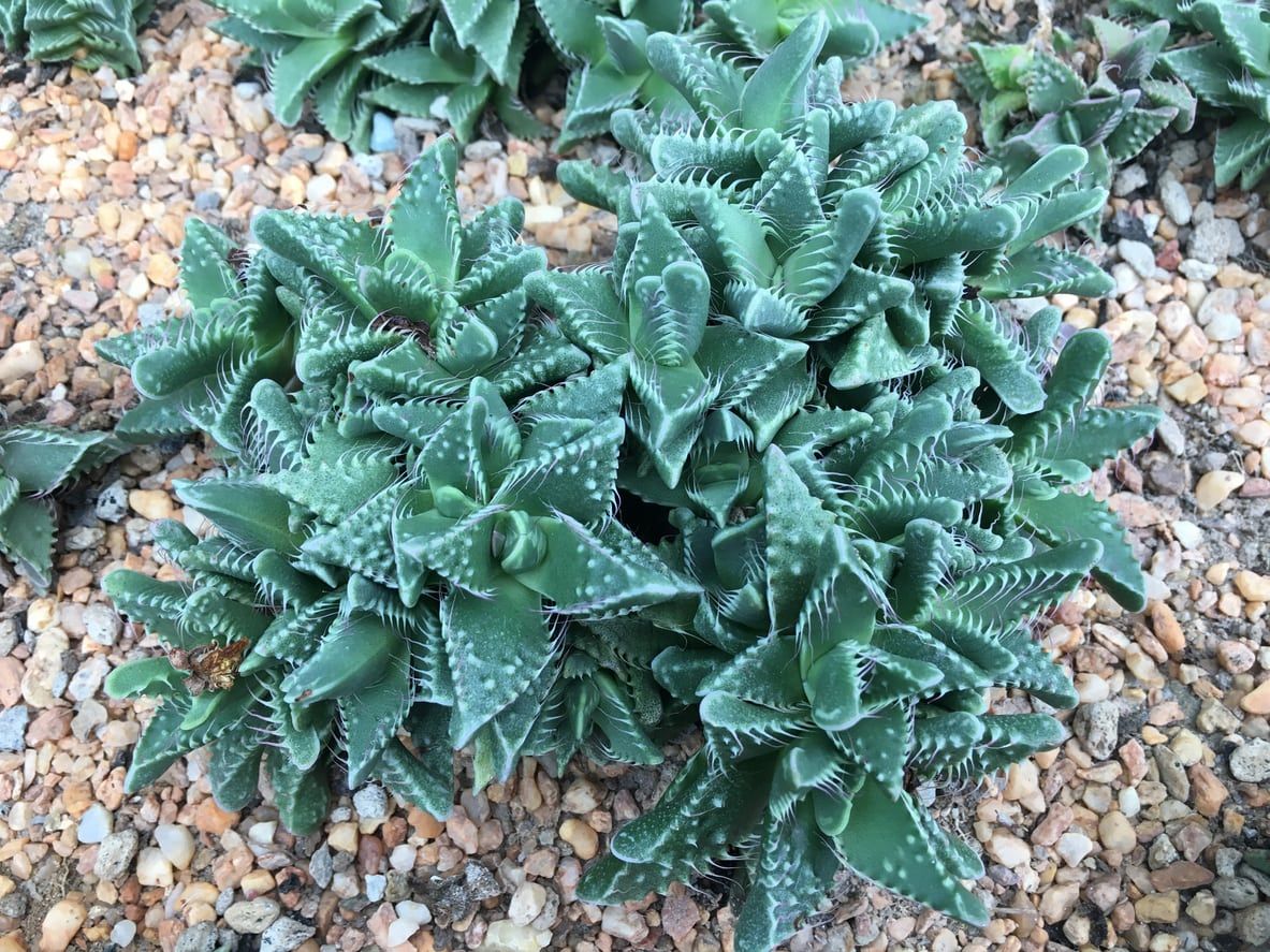 Green Tiger Jaws Succulent Plant