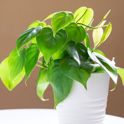 Heart-leaf philodendron plant sitting on a table.