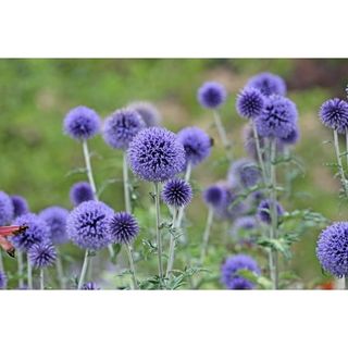 25 Blue Globe Thistle Echinops Ritro Southern Globethistle Pollinator Flower Seeds