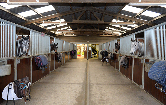 Trevor’s happy horses in the top yard at Orchard Farm