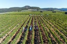 Brunello di Montalcino 2016 harvest