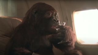 A gorilla drinking a martini in Congo
